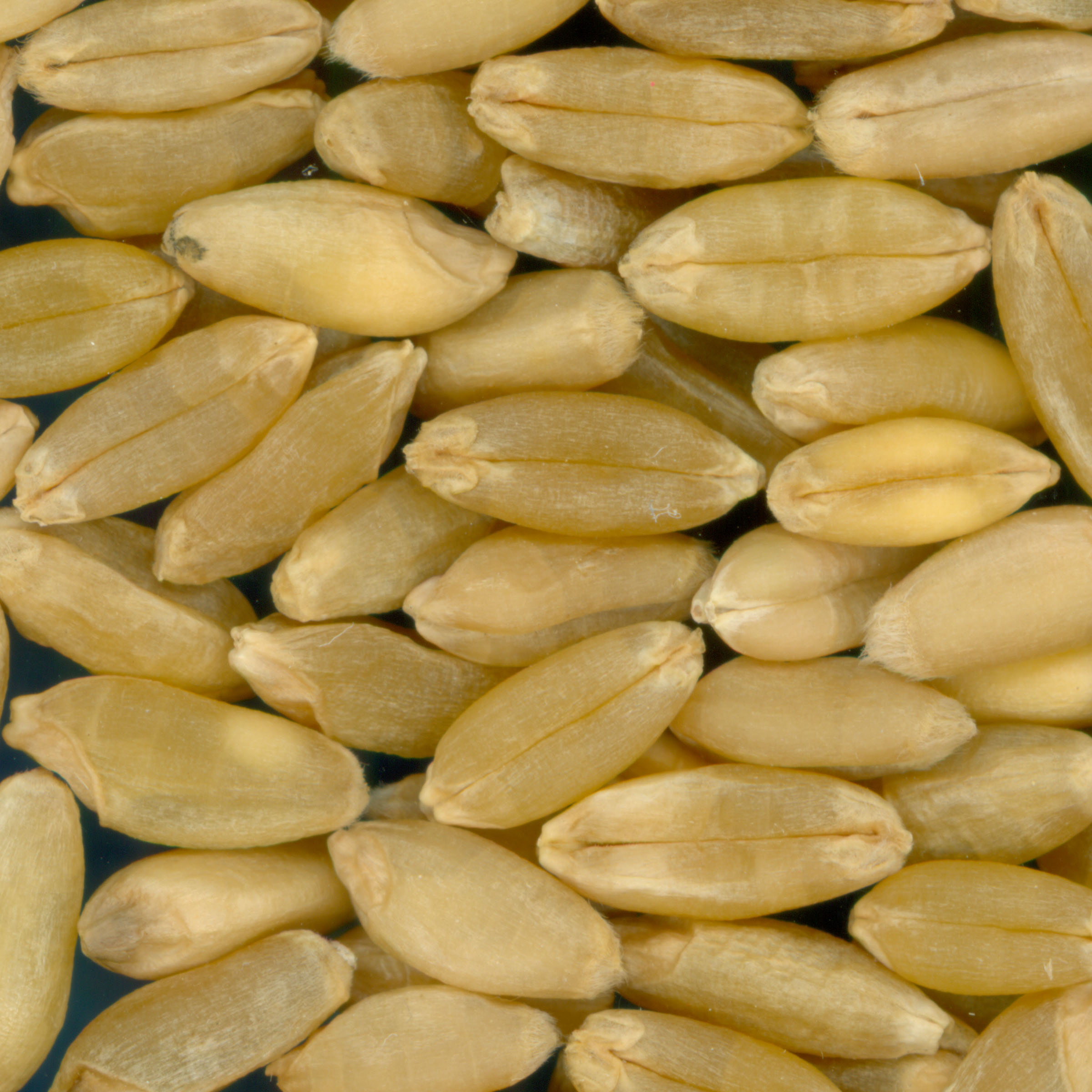 Click for 3 image(s) for this accession. KERNELS
